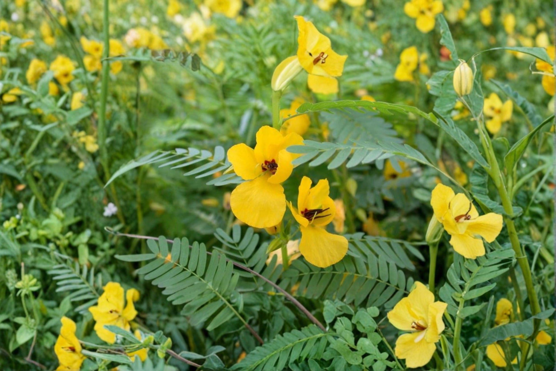 Partridge Pea Seeds – 50 Native Wildflower Chamaecrista fasciculata for Pollinator Gardens & Meadow Plantings