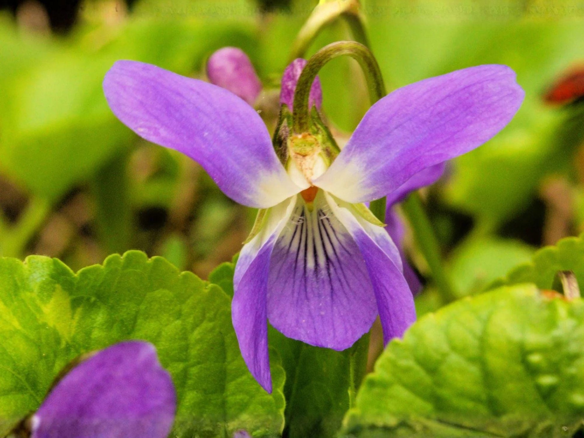 Prairie Violet Seeds | Viola pedatifida Native Wildflower | Pollinator & Butterfly Garden Flower | Cottage & Prairie Landscape