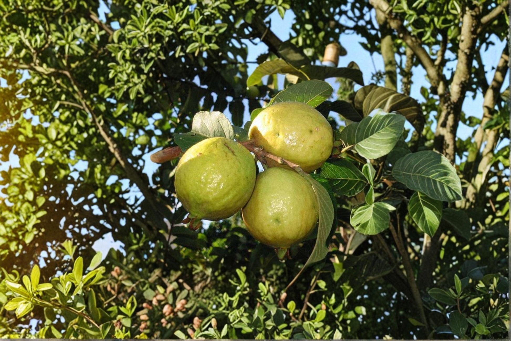 Guava Fruit Bonsai Tree Seeds – Psidium guajava Tropical Fruit Plant for Container Gardening and Landscaping