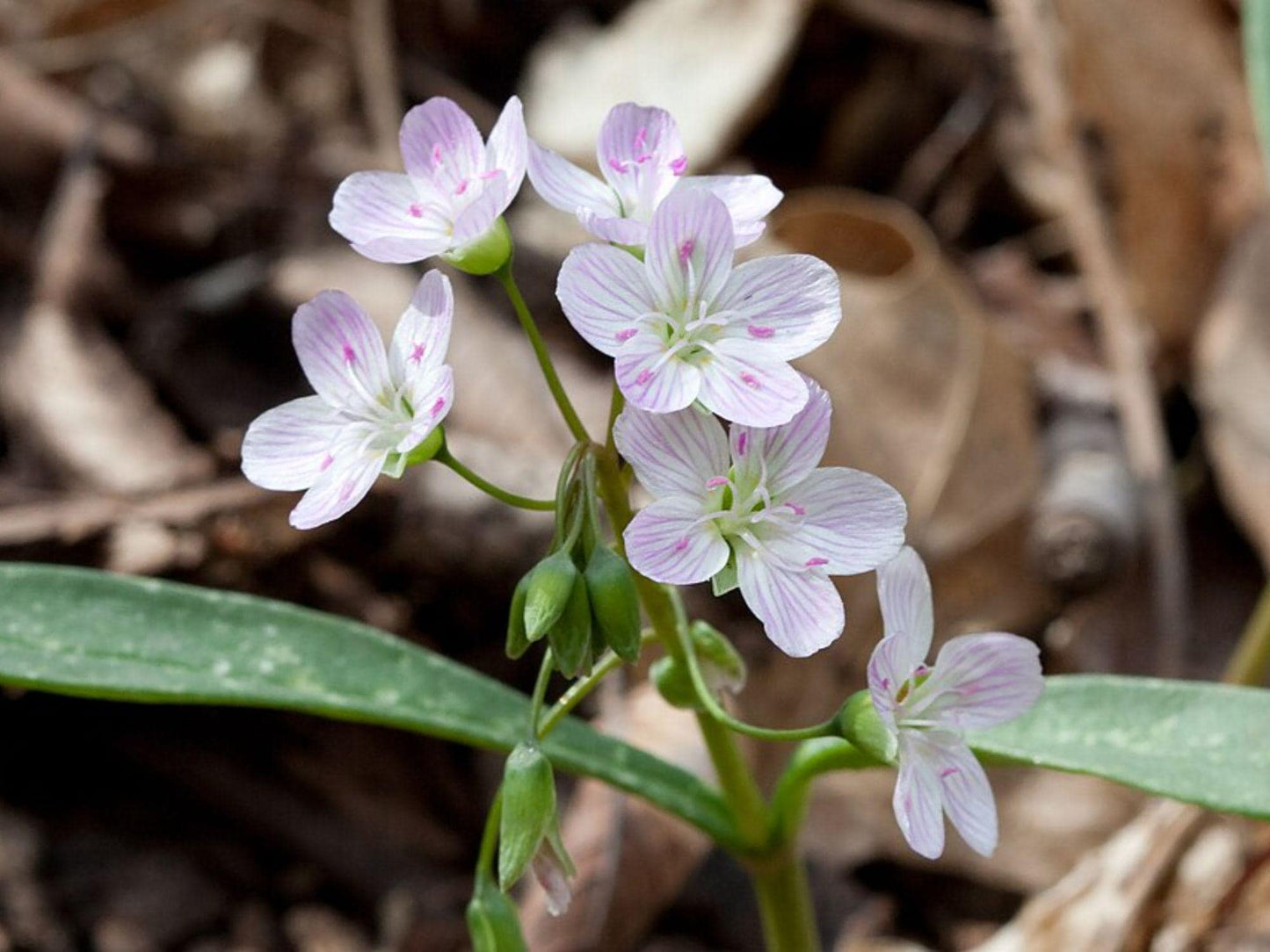 Spring Beauty Seeds - Claytonia virginica Wildflower for Shade Gardens & Cottage Gardens, 20 Seeds
