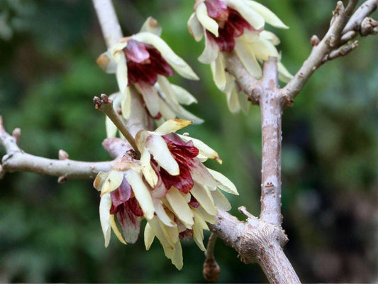 10 Fragrant Wintersweet Seeds – Chimonanthus praecox Ornamental Tree Shrub for Landscape, Garden, Collector Projects