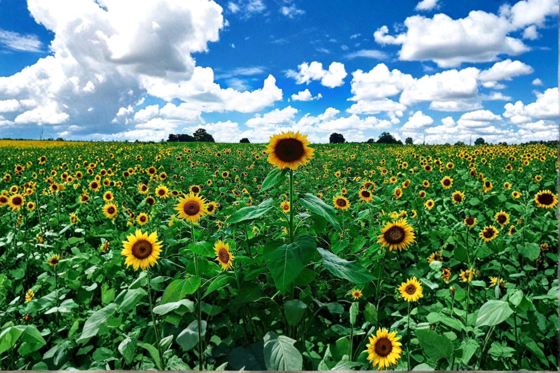 Peredovik Sunflower Seeds 500 Count | Tall Annual Helianthus annuus for Garden & Wildlife Planting