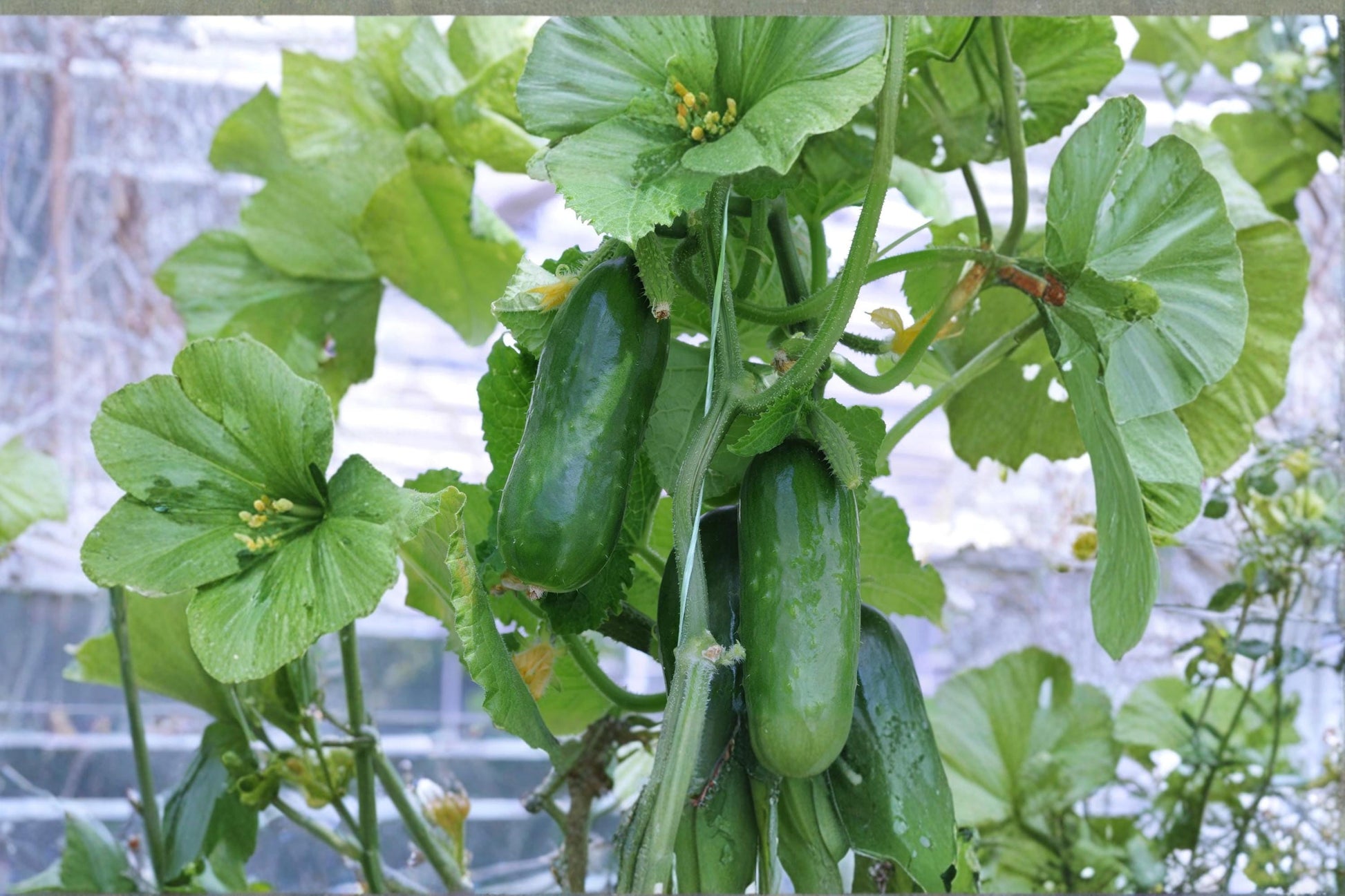 Picolino Mini Cucumber Seeds – Compact Cucumis sativus Garden Vegetable for Containers & Raised Beds