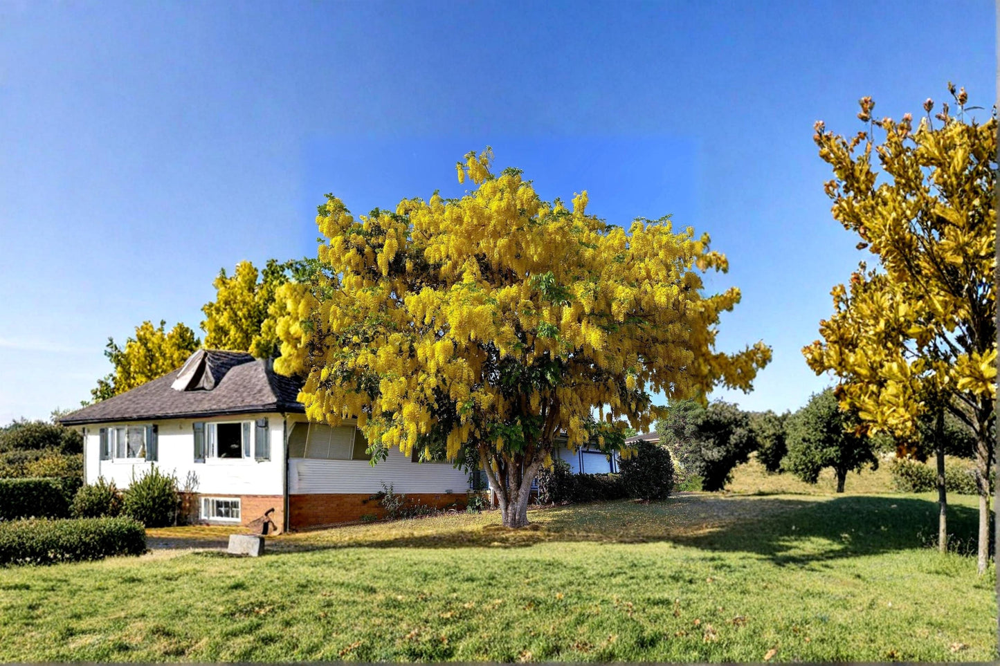 Golden Shower Tree Seed Cassia fistula Tropical Flowering Tree for Landscaping and Garden