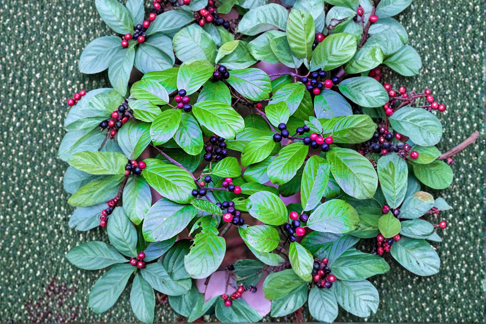 Carolina Buckthorn Seeds – Rhamnus caroliniana Native Shrub or Small Tree for Woodland Gardens and Landscaping