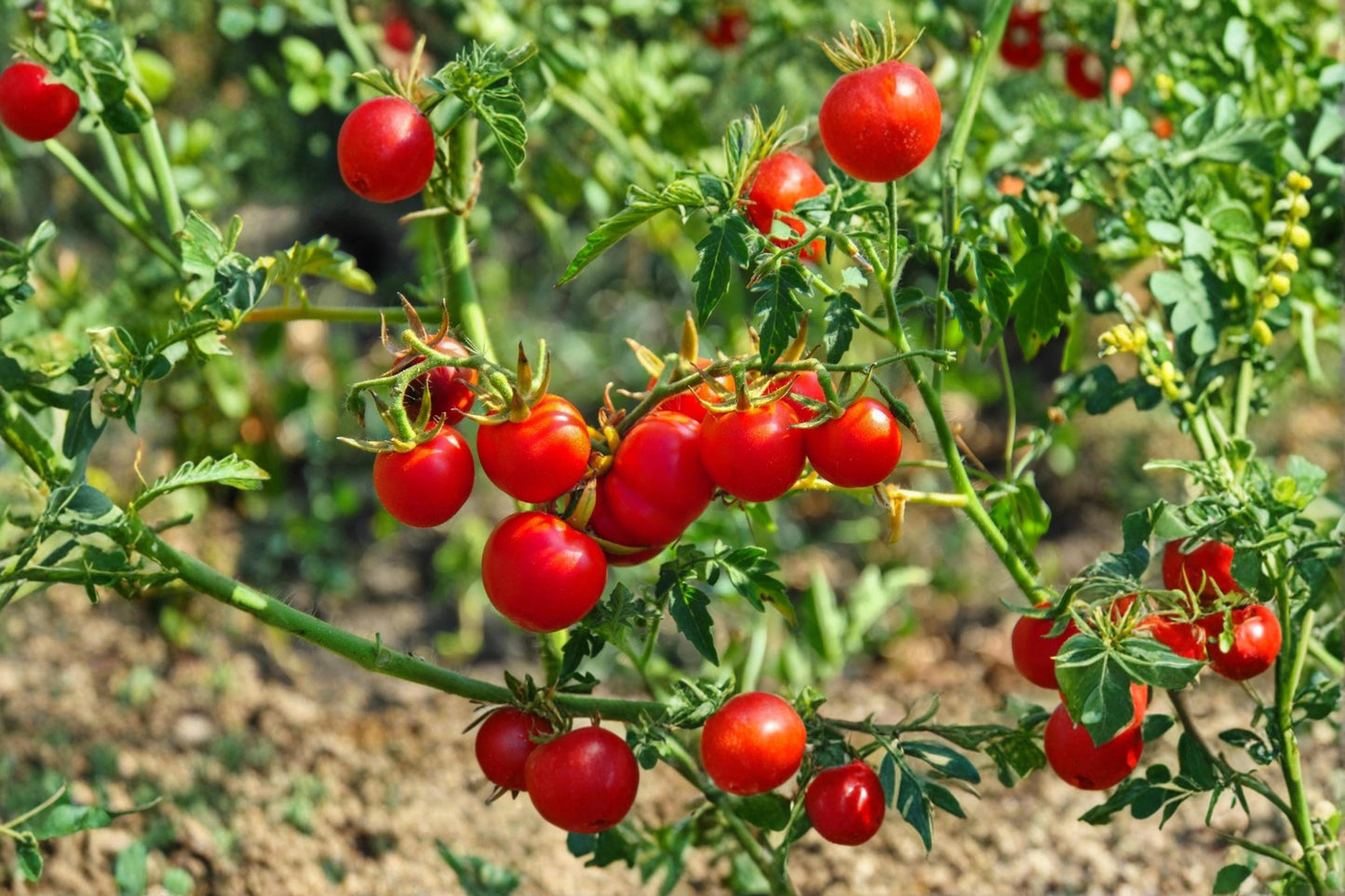 Dwarf Bush Cherry Tomato Seeds – Compact Solanum lycopersicum for Containers & Gardens, 100+ Seeds