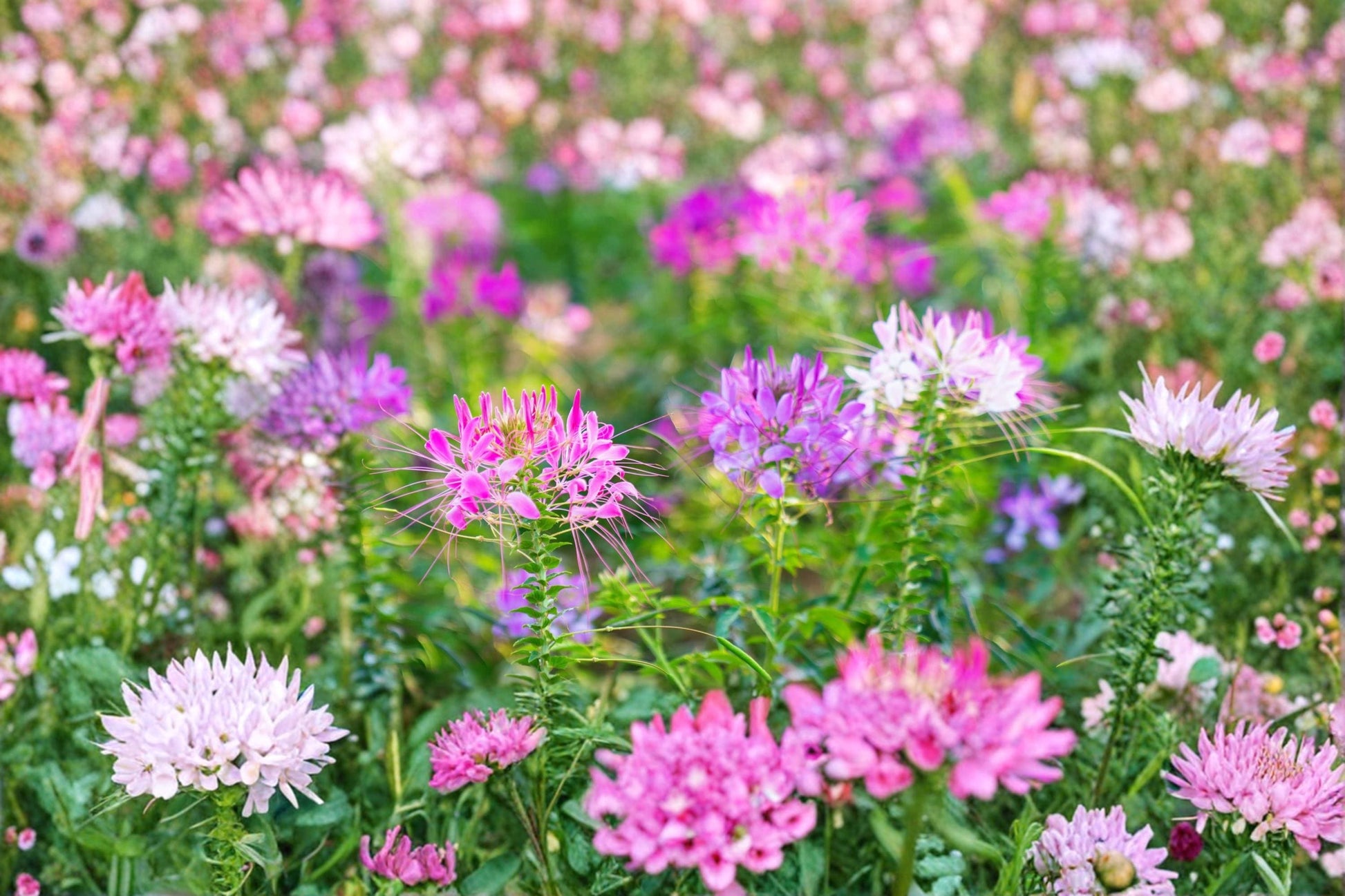 Spider Flower Seeds 100 Pack | Cleome hassleriana Mixed Color Ornamental Annual for Garden Beds & Landscaping