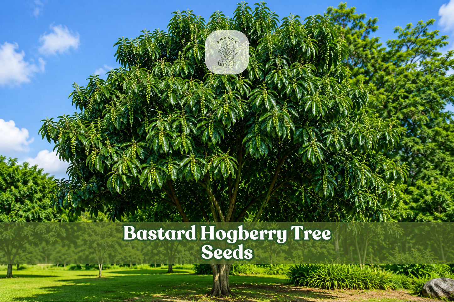 5 Bastard Hogberry Tree Seeds | Rare Tropical Ornamental Margaritaria nobilis for Collector Gardens