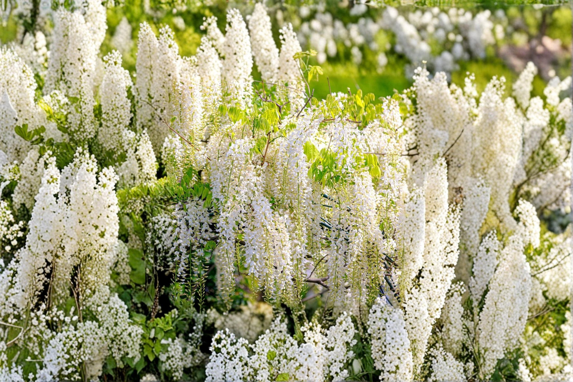 White Wisteria Seeds – Wisteria sinensis Alba Flowering Vine for Bonsai, Trellises & Gardens, White Blooms, Perennial Plant