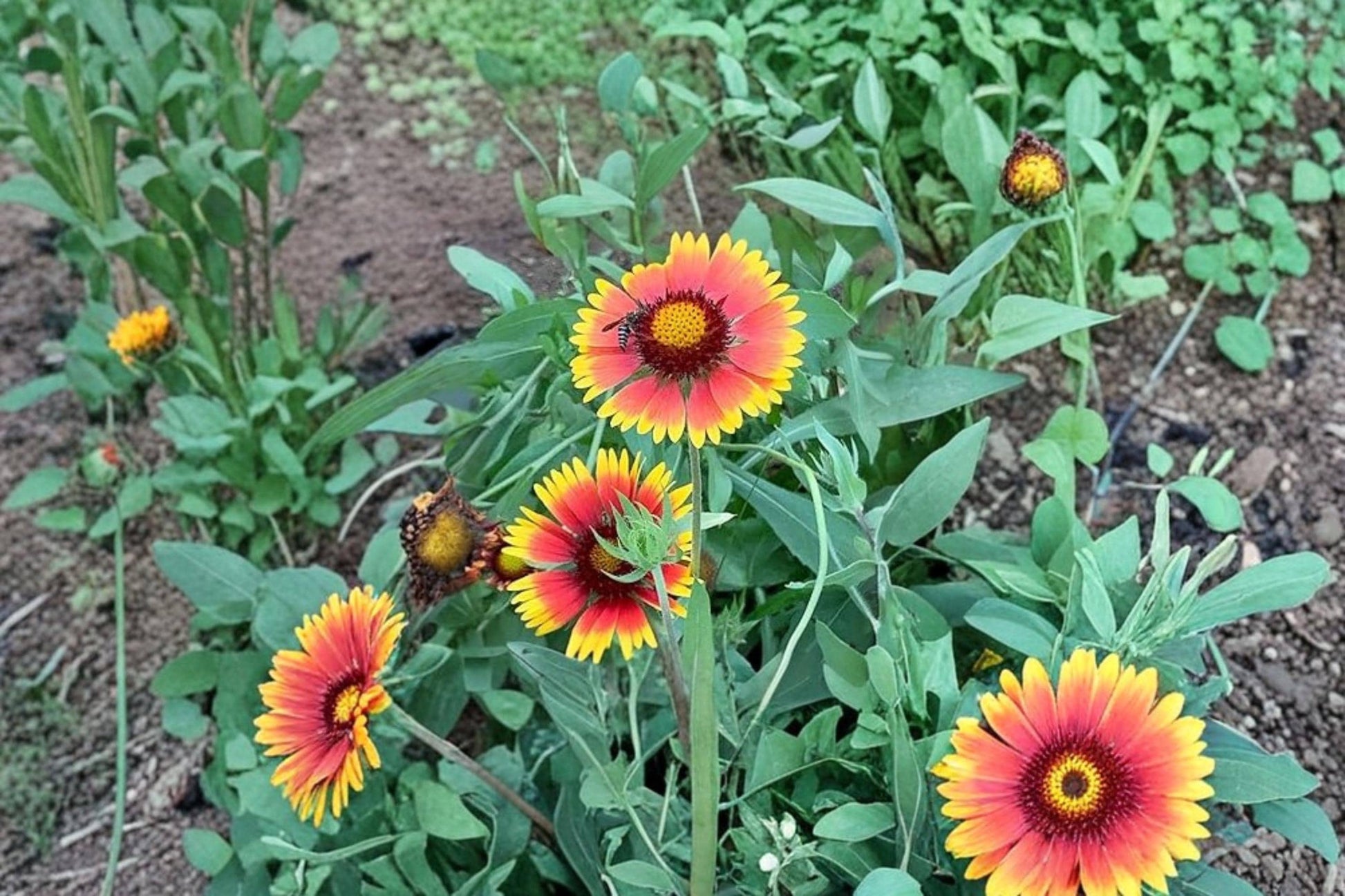 Blanket Flower Seeds – Gaillardia spp. Bright Red, Orange, Yellow Blooms for Garden, Pollinator & Wildflower Planting