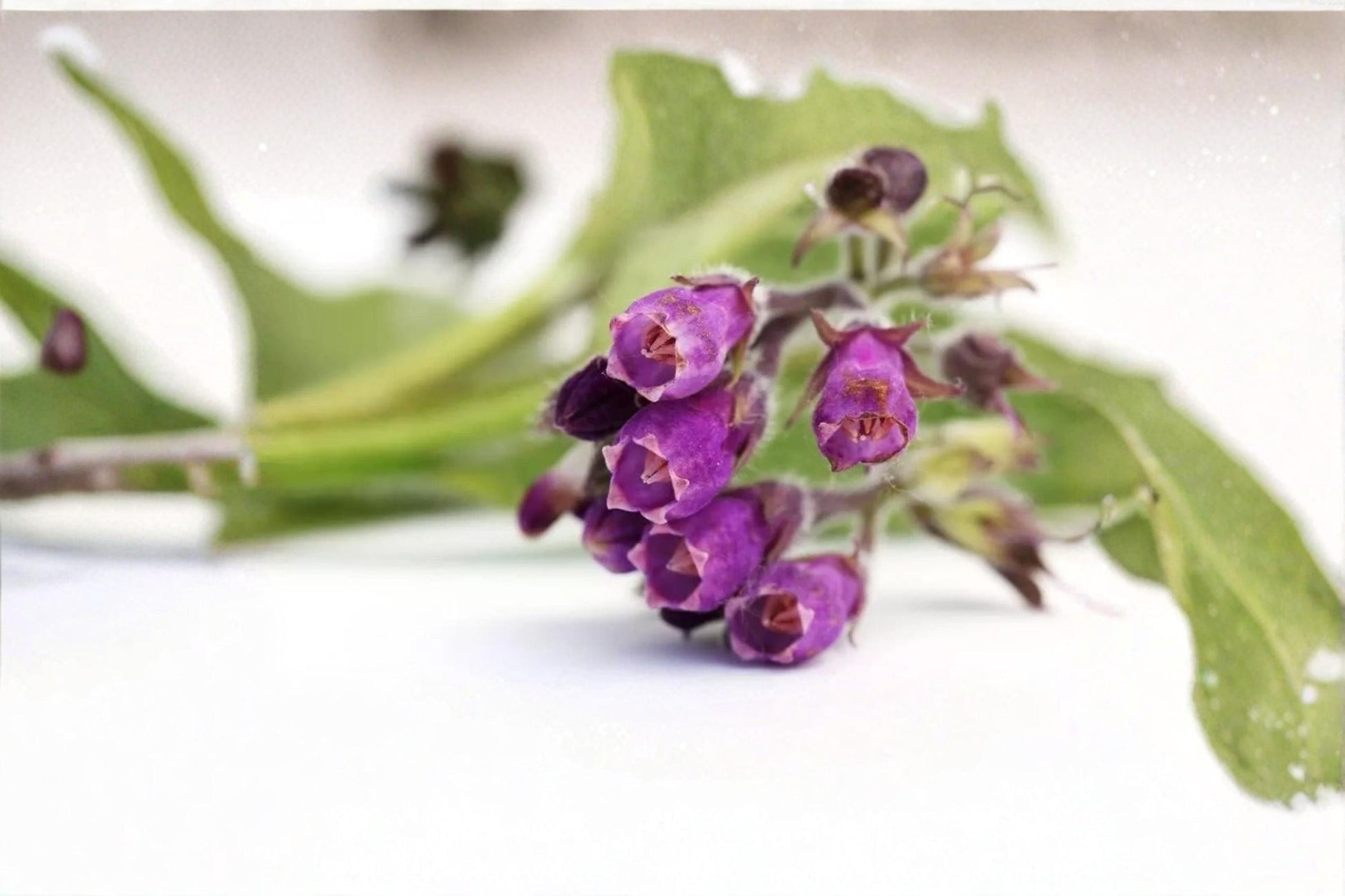 True Comfrey Seed – Symphytum officinale Perennial Herb for Cottage & Ornamental Gardens