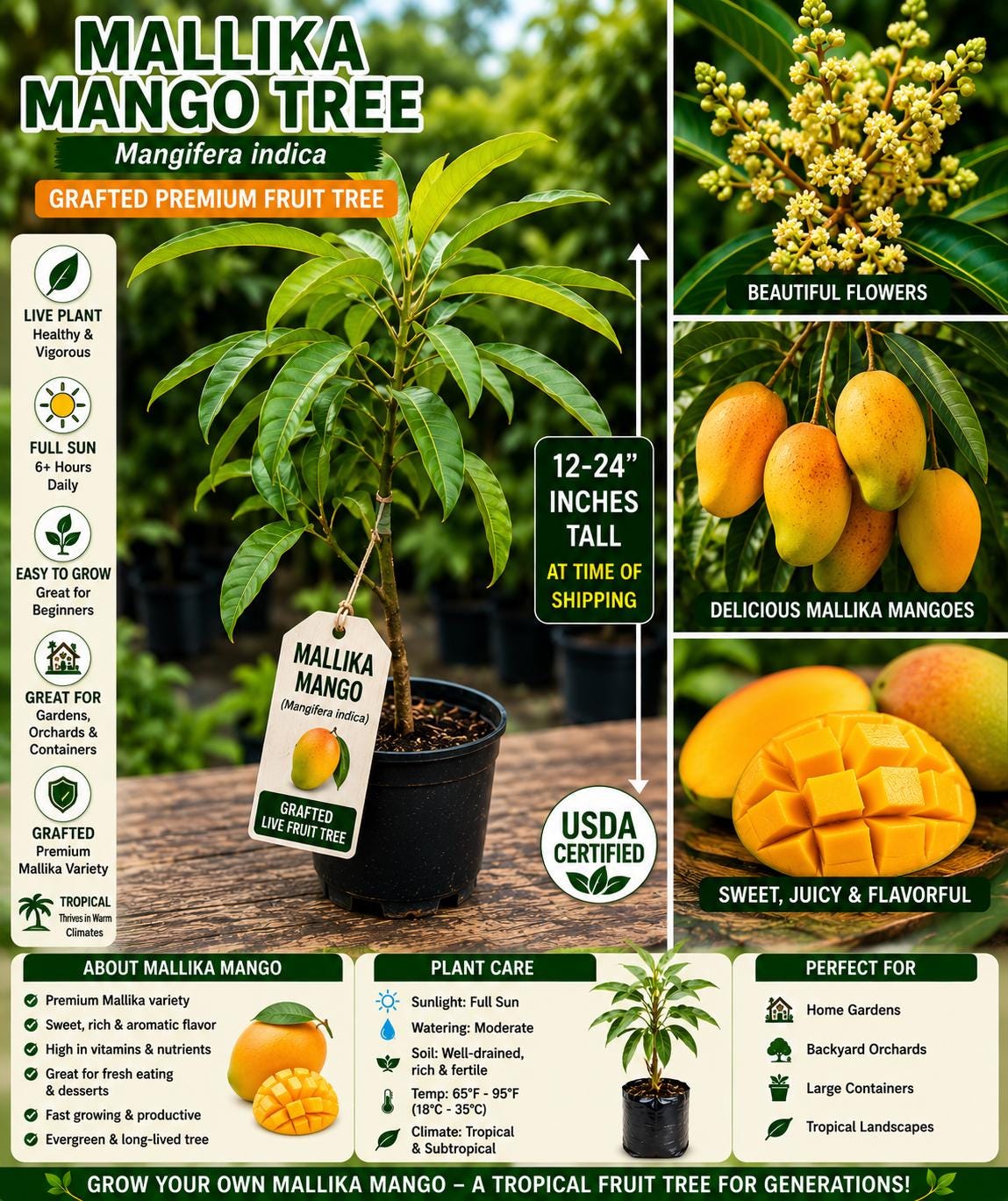 Grafted Mallika Mango Live Fruit Tree – 12–24 Inches – Tropical Mango (Mangifera indica) for Home Garden