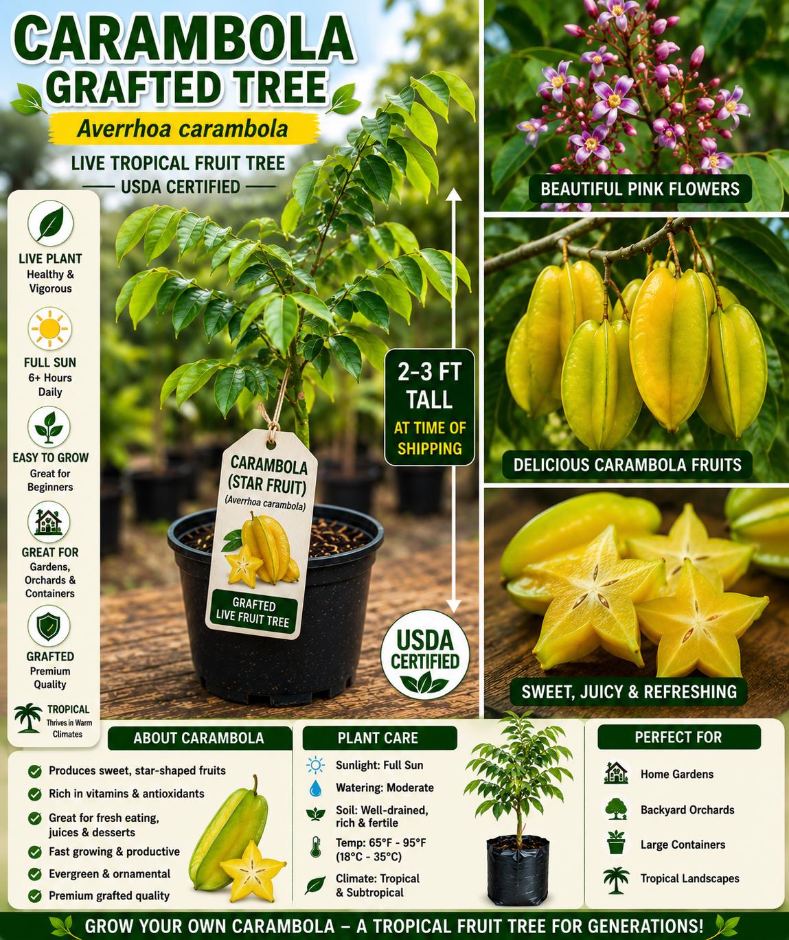 Grafted Carambola Fruit Tree – 2–3 Ft Live Tropical Star Fruit Tree – Averrhoa carambola for Garden & Container Growth