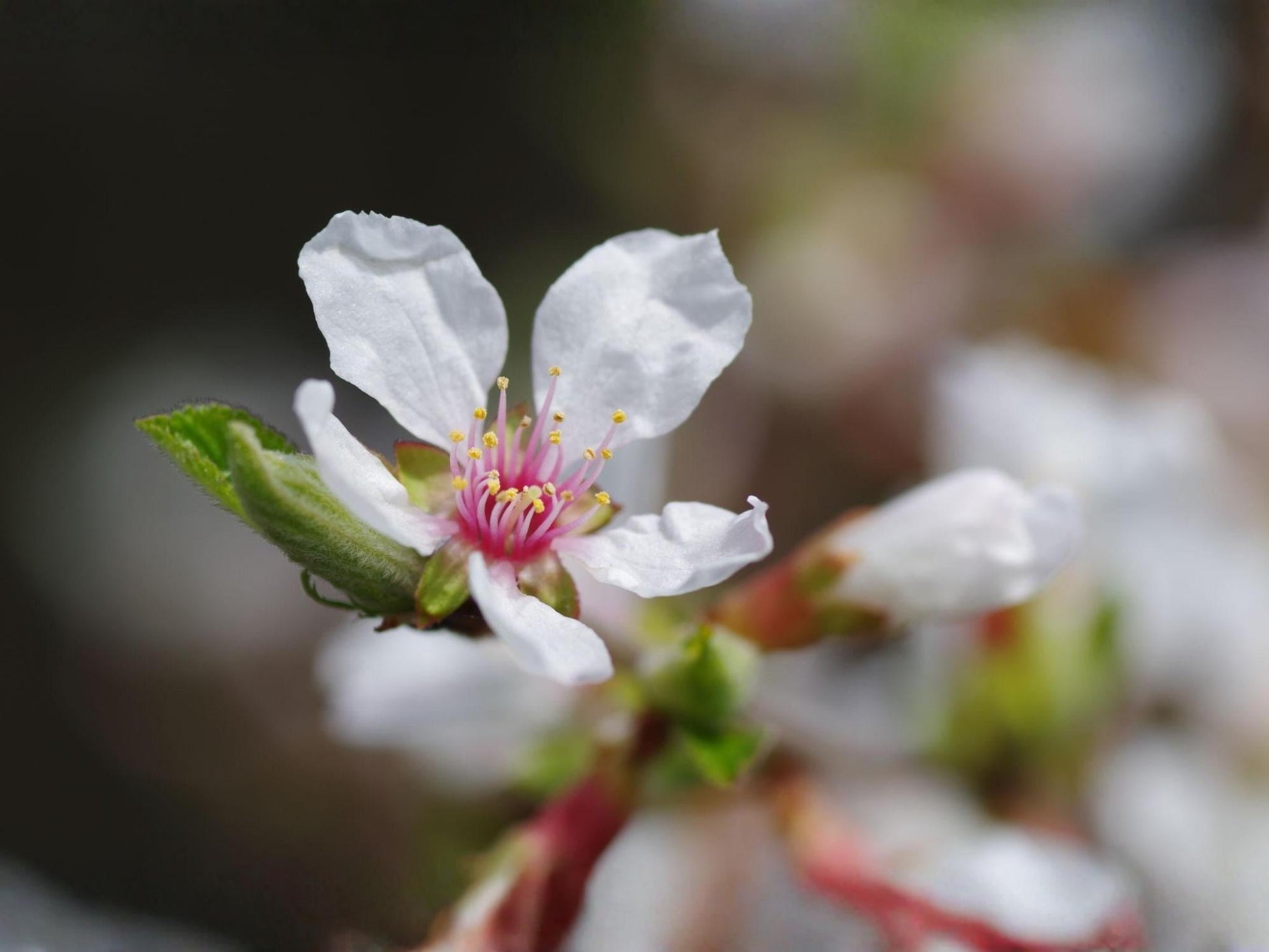 Prunus tomentosa Seeds – Nanking Cherry Shrub Seeds for Landscape, Bonsai & Garden Projects | Ornamental Plant Seeds