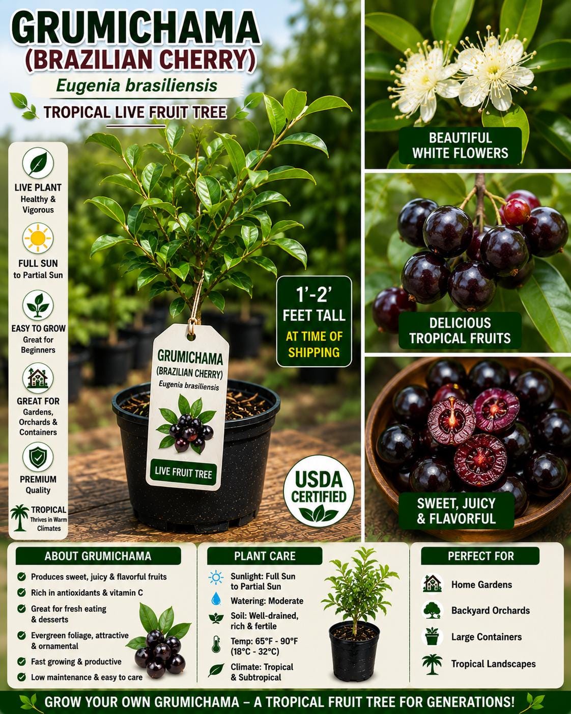 Live Grumichama Fruit Tree, 1-2 Ft Tall – Eugenia brasiliensis, Tropical Brazilian Cherry, Edible Garden Plant
