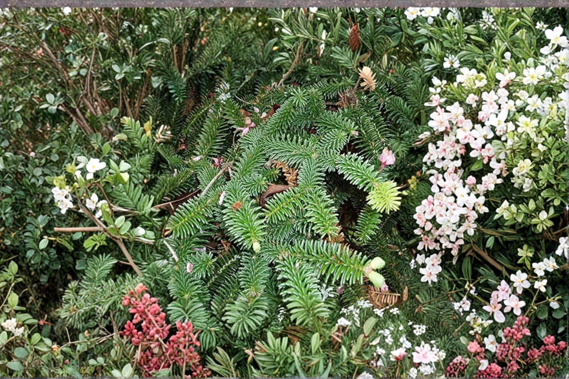 George Fir Tree Seeds – Abies forrestii var. georgei Evergreen Conifer for Landscape and Collector Gardens