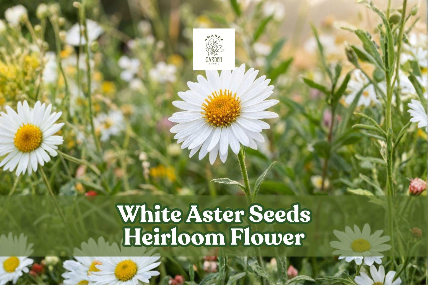 White Aster Flower Seeds – Heirloom Aster spp. Pollinator-Friendly Perennial Garden Seeds, White Daisy-Like Blooms