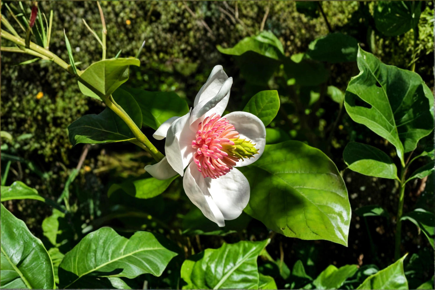 Magnolia Tree Seeds – Pink White Flowering Ornamental Tree – Magnolia spp. Garden Seeds for Landscaping