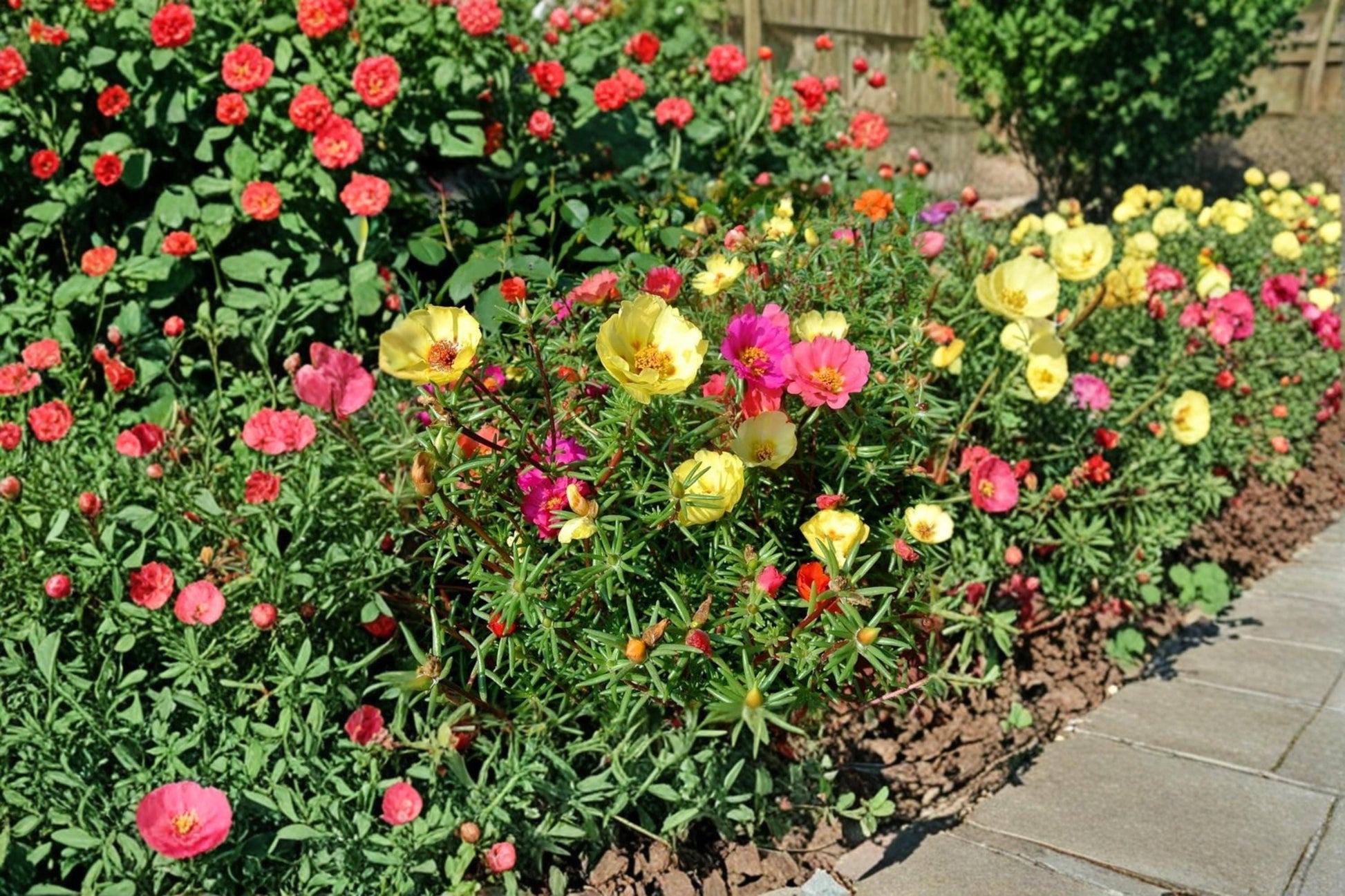Moss Rose Seeds – Portulaca grandiflora Colorful Annual Flowers for Sunny Gardens & Containers