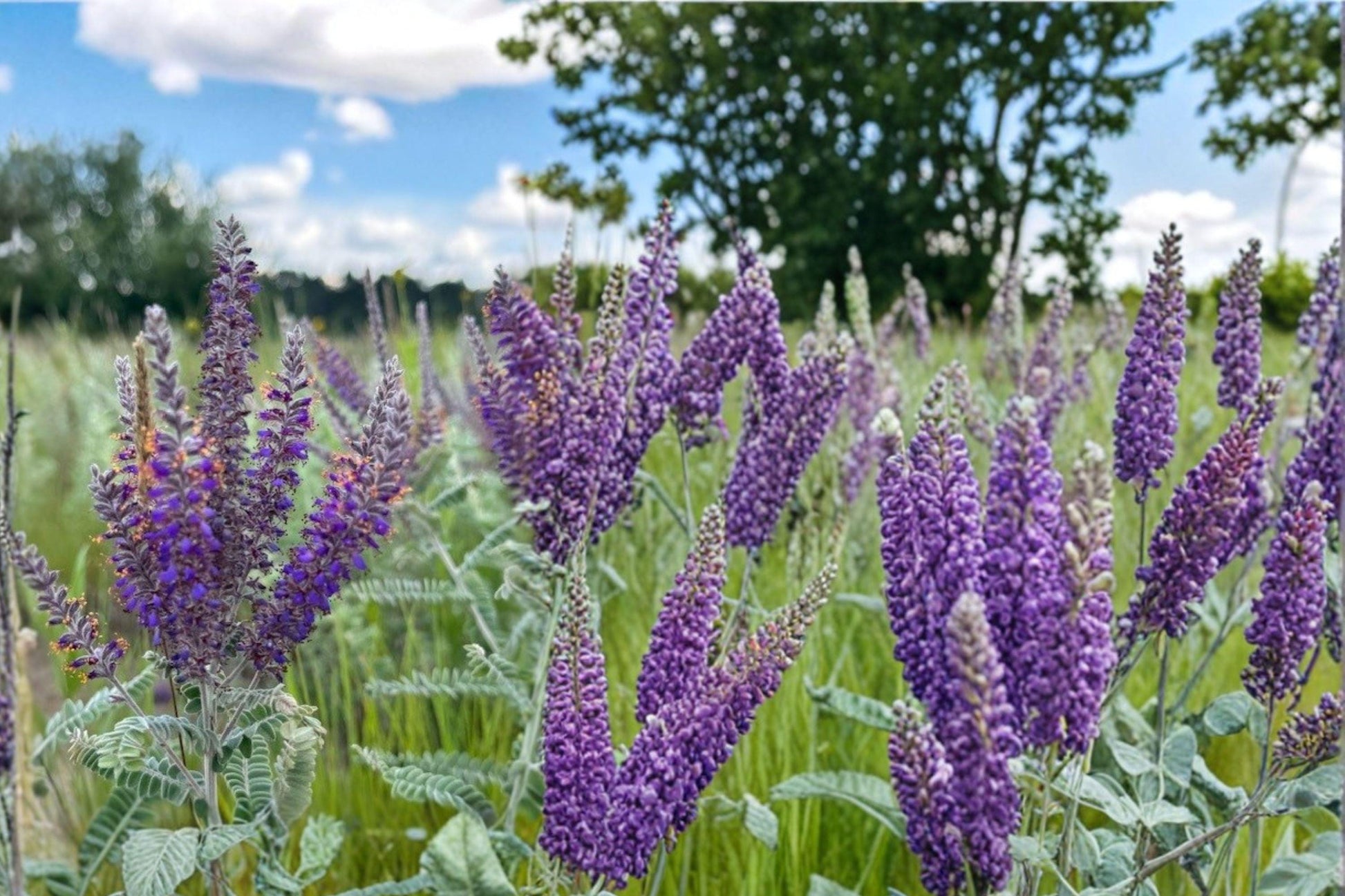 Lead Plant Seeds – 115 Purple Perennial Wildflower Amorpha canescens for Prairie Gardens & Native Landscaping