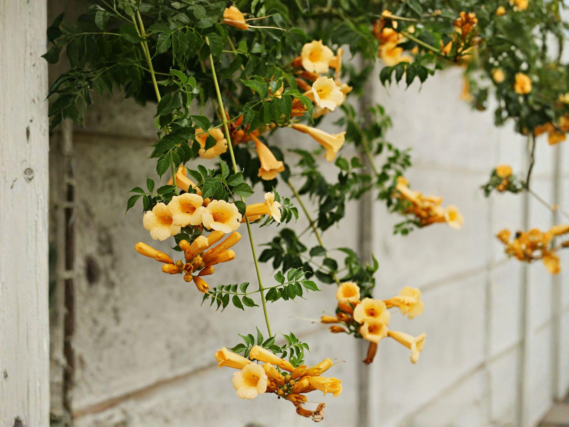 Yellow Trumpet Vine Seeds | Campsis Radicans 'Flava' | Bright Yellow Flowering Climbing Vine | 20 Seeds