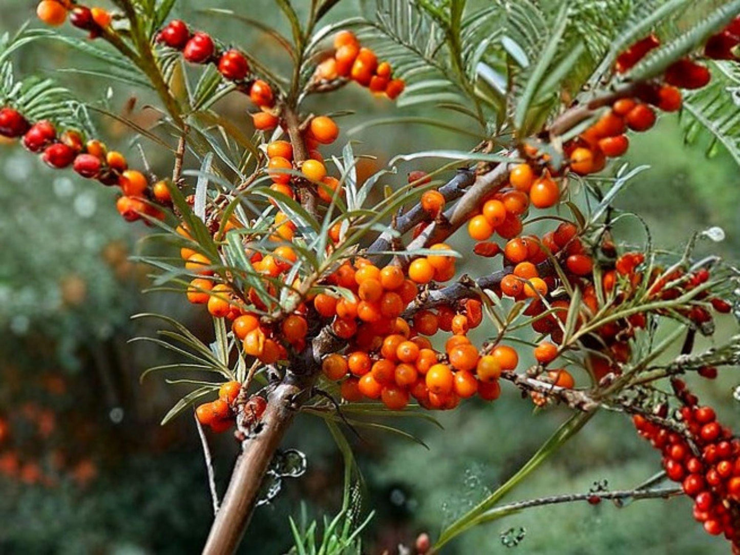 Sea Buckthorn Seeds | Hippophae Rhamnoides Shrub for Hedges & Ornamental Gardens – 20 Seeds