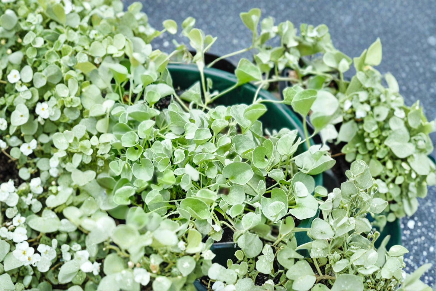 Silver Falls Dichondra Seeds – Dichondra argentea Trailing Foliage Plant for Hanging Baskets & Containers