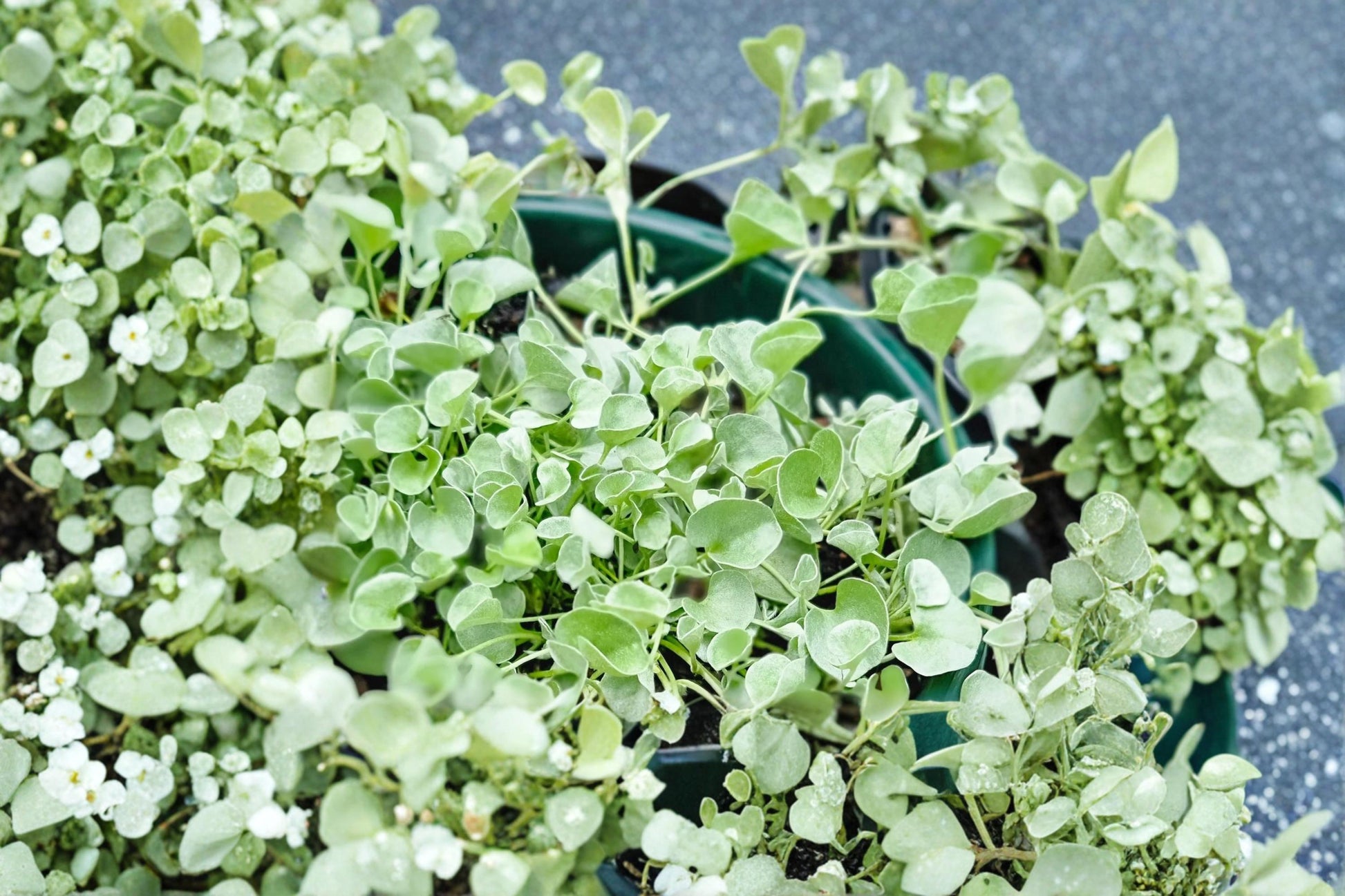 Silver Falls Dichondra Seeds – Dichondra argentea Trailing Foliage Plant for Hanging Baskets & Containers