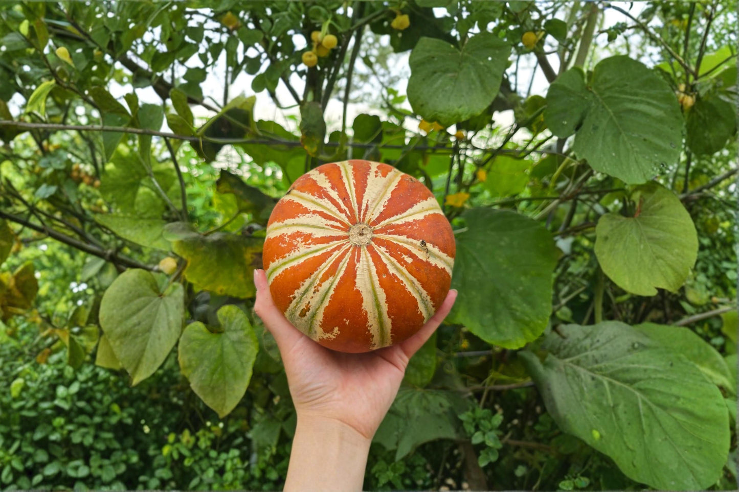 Kajari Melon Seeds – Striped Heirloom Fruit Cucumis melo for Garden Beds & Trellises