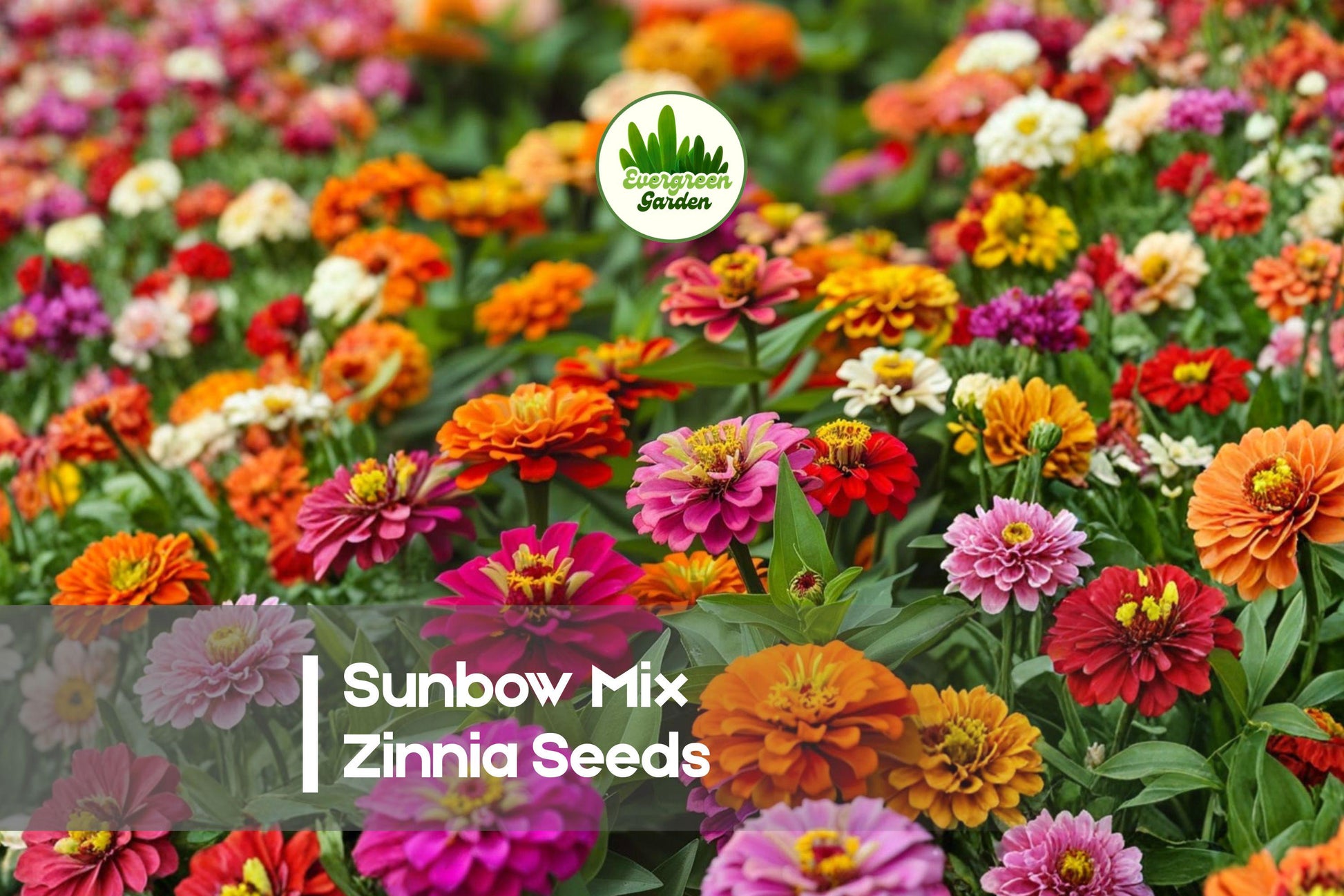 Sunbow Mix Zinnia Seeds – Large Double Blooms, Vibrant Mixed Colors, Attract Pollinators, Easy to Grow, Zinnia elegans, 100+ Seeds
