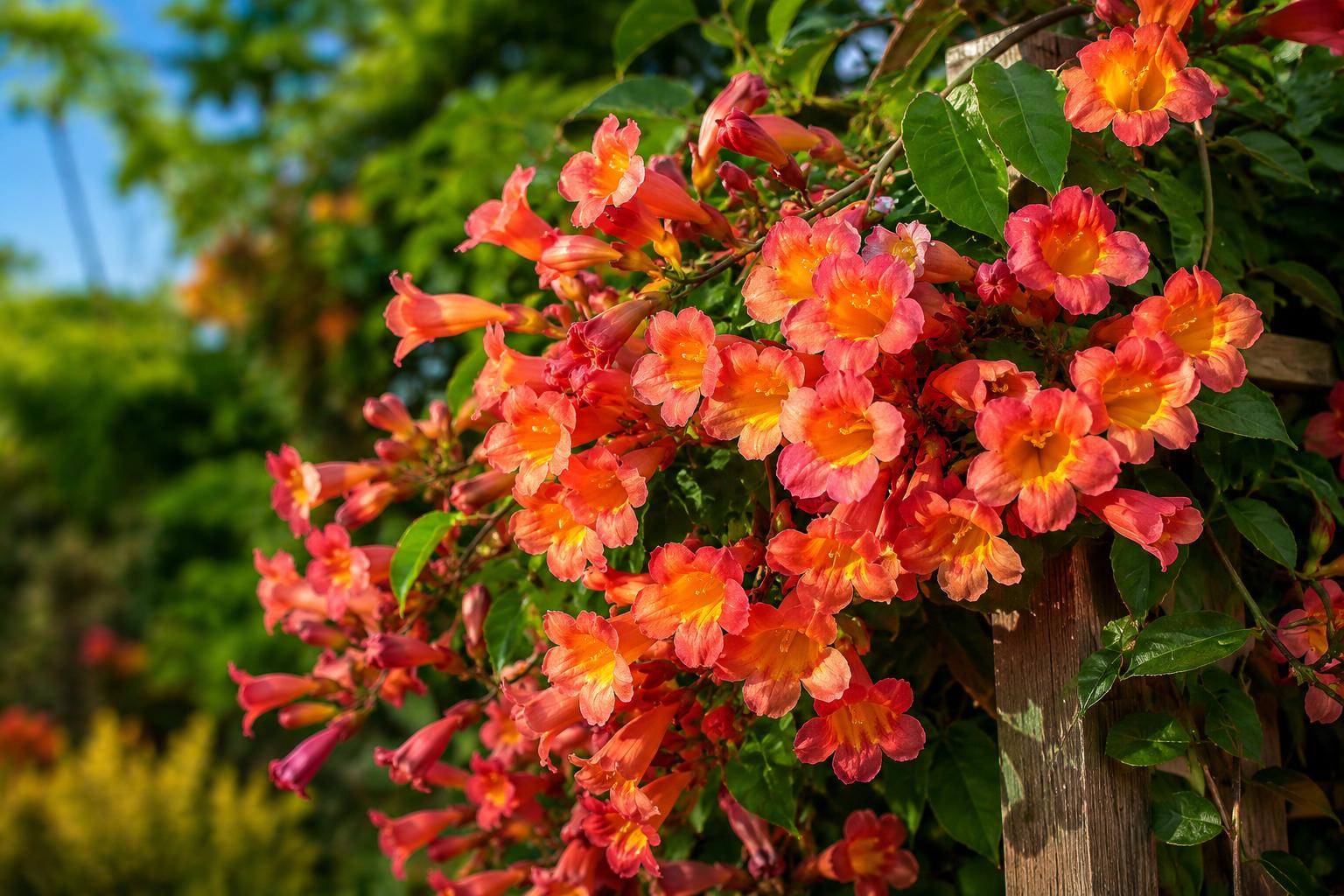 Bignonia Crossvine Starter Plant Tangerine Beauty Climbing Vine Bignonia capreolata for Gardens