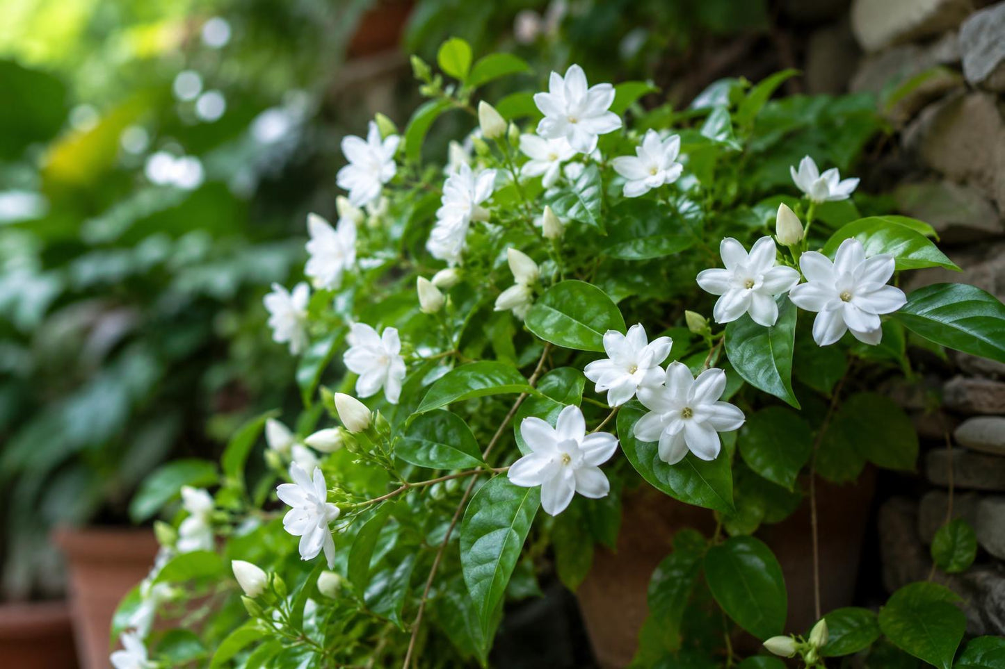 Maid of Orleans Jasmine Plant - Rooted Starter - Fragrant White Flowers - Jasminum sambac Indoor Outdoor