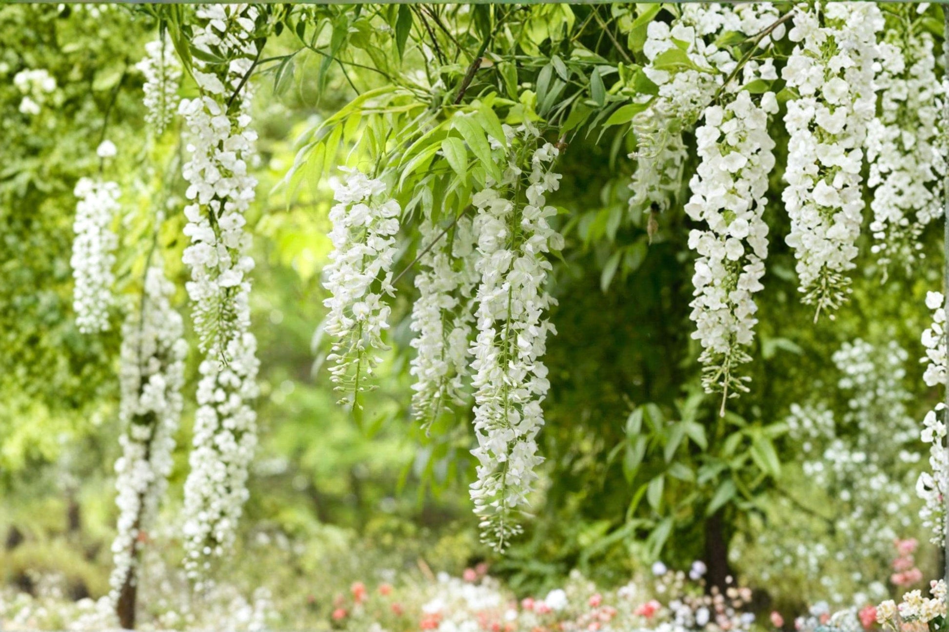 White Wisteria Cuttings – Wisteria floribunda, Flowering Climbing Vine, White Blooms, Propagation Material