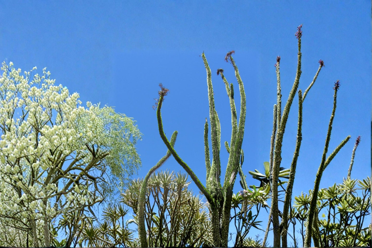 Madagascar Ocotillo Seed – Alluaudia procera – Rare Succulent Tree for Xeriscape & Desert Gardens