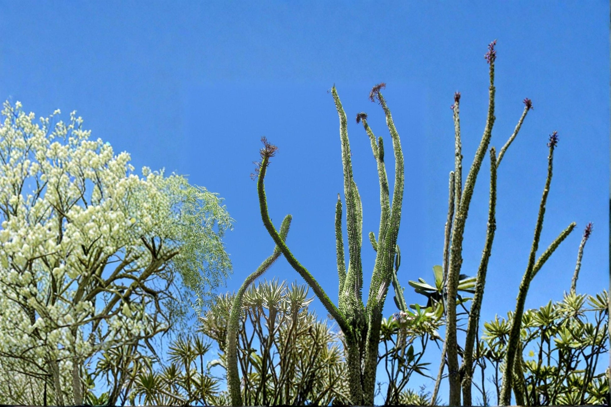 Madagascar Ocotillo Seed – Alluaudia procera – Rare Succulent Tree for Xeriscape & Desert Gardens