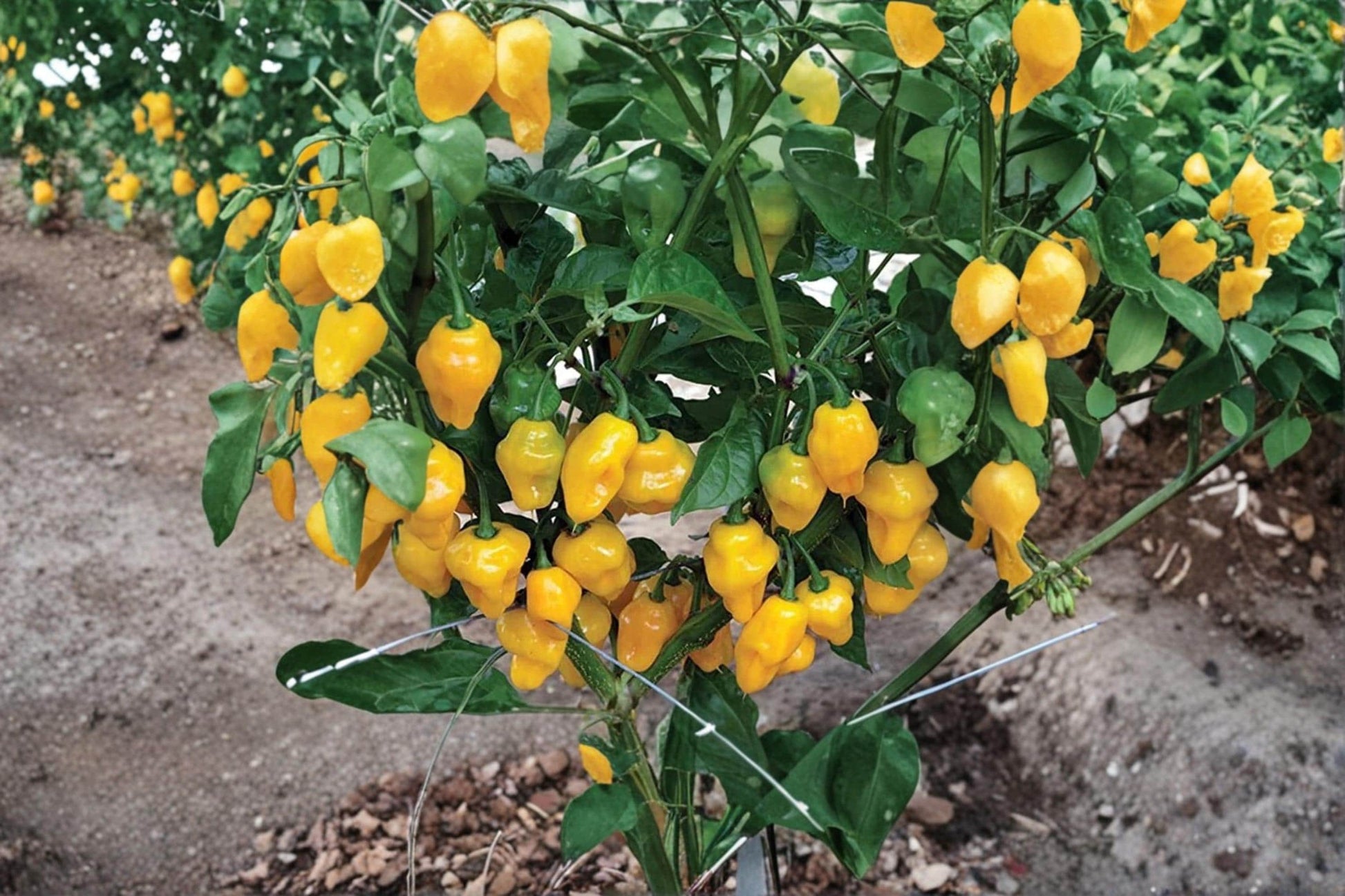 Trinidad Perfume Pepper Seeds – Capsicum chinense – Sweet Aromatic Hot Pepper for Cooking & Pickling