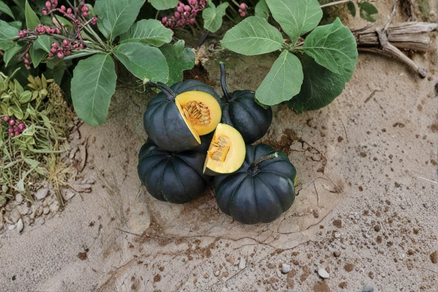 Giant Goblin Pumpkin Seeds – Cucurbita maxima – Ornamental Striped Pumpkin for Fall Decor and Garden Display