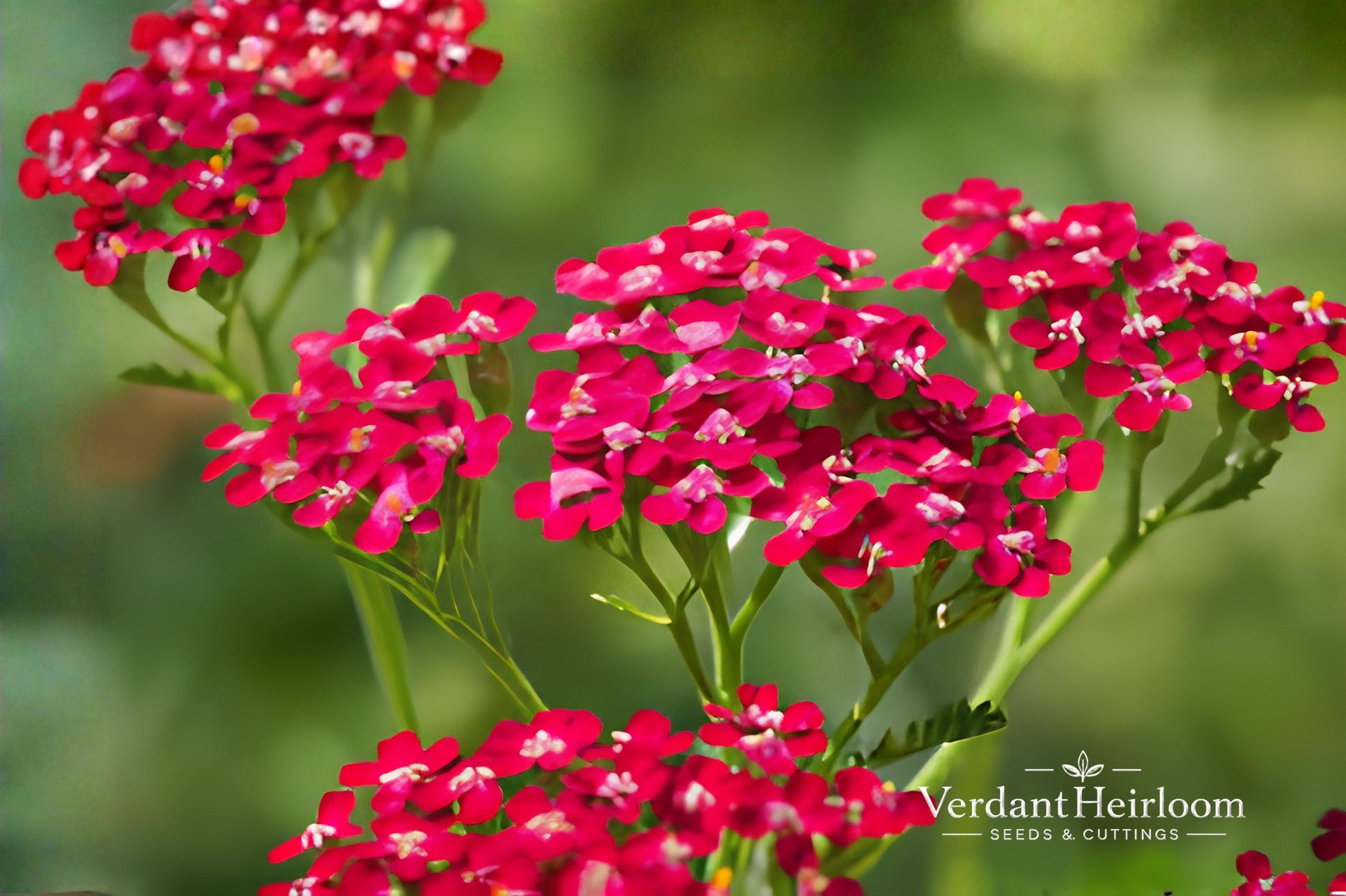 Vintage Red Yarrow Bare Root Plants – Achillea millefolium – Red Flowering Perennial for Borders & Gardens