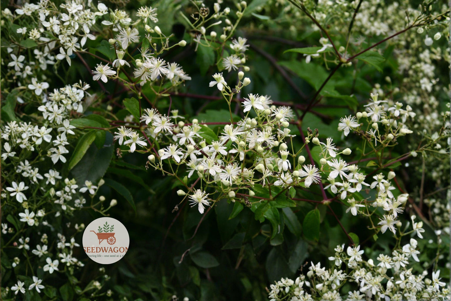 virgins bower seeds,clematis virginiana seeds,climbing vine seeds,white flower seeds,native perennial seeds,pollinator attracting seeds,trellis climbing plant,seeds for arbors,wildlife garden seeds,shade tolerant vine seeds,summer blooming seeds,ornamental seed heads,easy grow plant seeds