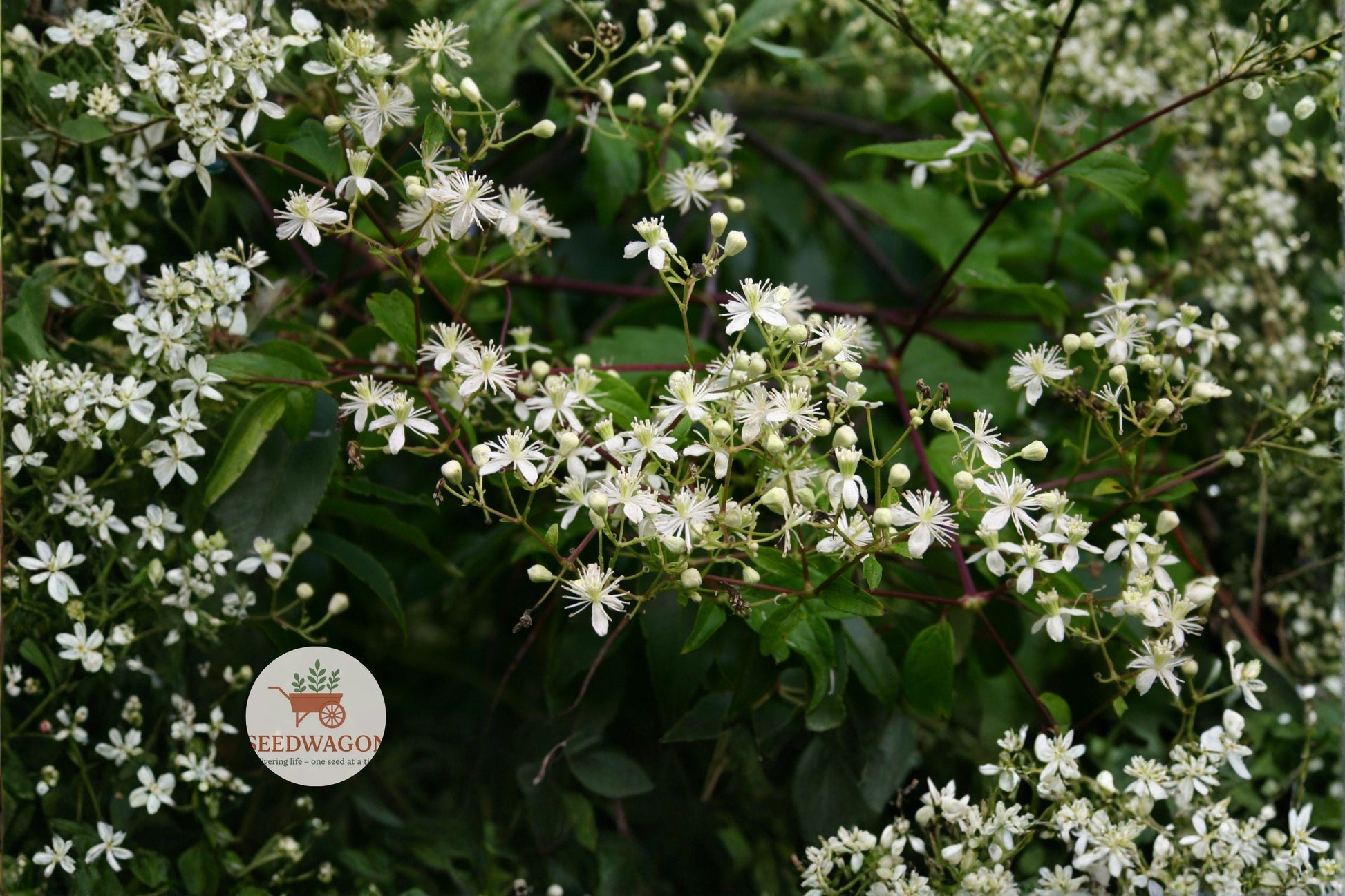 virgins bower seeds,clematis virginiana seeds,climbing vine seeds,white flower seeds,native perennial seeds,pollinator attracting seeds,trellis climbing plant,seeds for arbors,wildlife garden seeds,shade tolerant vine seeds,summer blooming seeds,ornamental seed heads,easy grow plant seeds