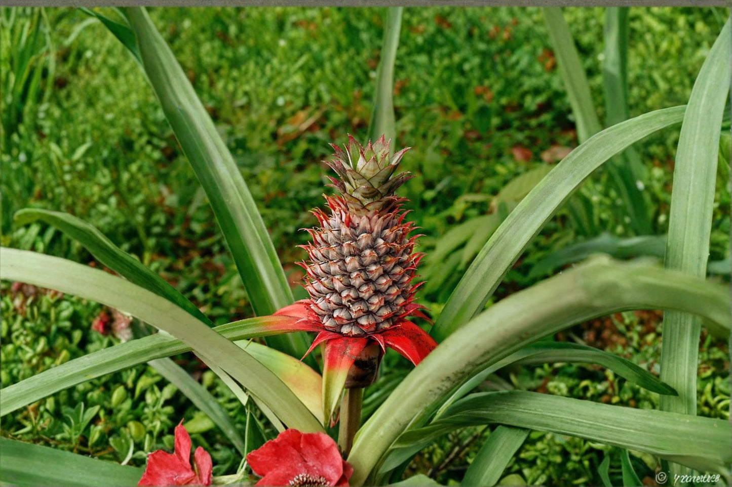 Wild Pineapple Seeds – Bromelia pinguin, Tropical Bromeliad, Ornamental Foliage, Exotic Plant Seeds
