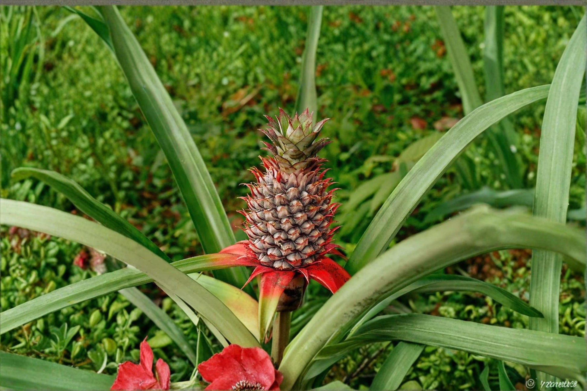 Wild Pineapple Seeds – Bromelia pinguin, Tropical Bromeliad, Ornamental Foliage, Exotic Plant Seeds