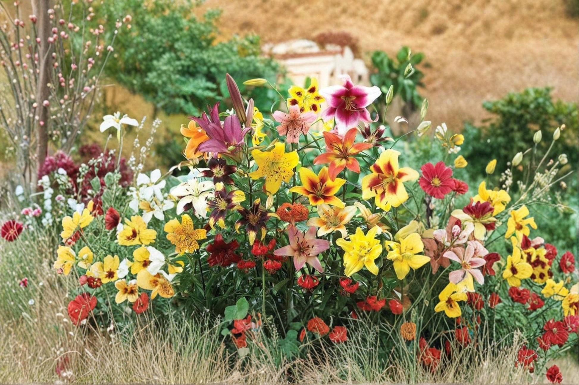 Mixed Color Tiger Lily Bulbs – Lilium Hybrid Mix, Perennial Flowering Bulbs for Garden, Borders & Landscape