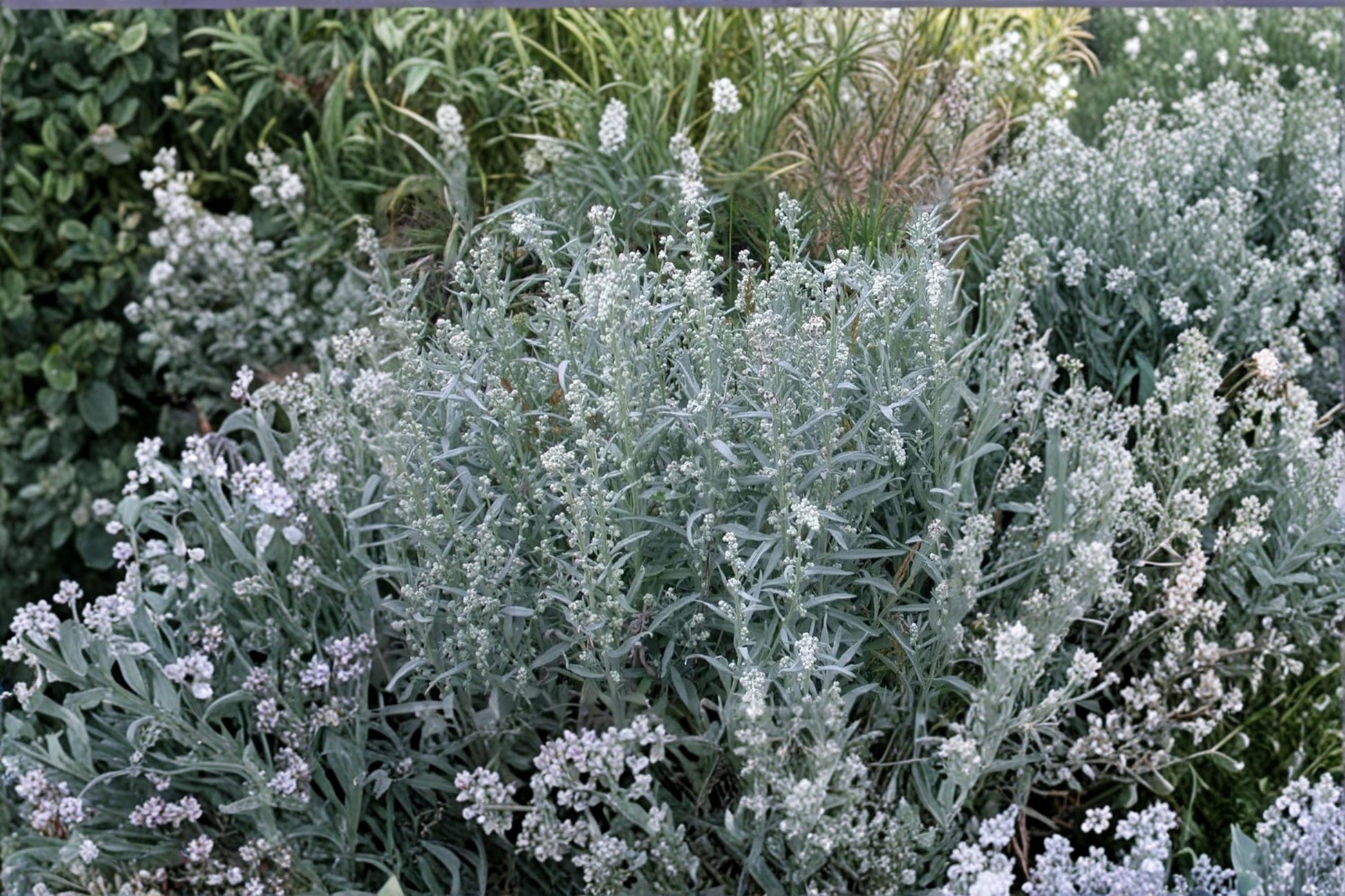 Prairie Sage Seeds – Artemisia ludoviciana Native Perennial with Silver Foliage, Pollinator & Butterfly Host Plant