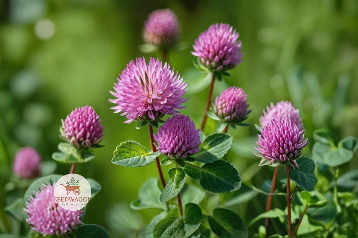 Red Clover Seeds, Pollinator Cover Crop, Wildflower Seeds, Perennial Clover Seeds, Pink Purple Flower Seeds, Meadow Garden Seeds, Wildlife Habitat Seeds, Bee Attracting Seeds, Butterfly Friendly Seeds, Naturalized Landscape Seeds, Eco-Friendly Cover Crop, Spring Bloom Seeds, Low Maintenance Seeds