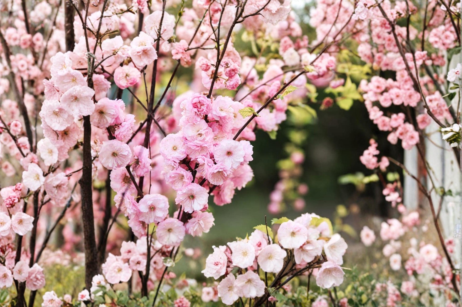 Flowering Plum Bonsai Seeds 10 Pack Prunus triloba Ornamental Tree for Gardening & Bonsai Collection