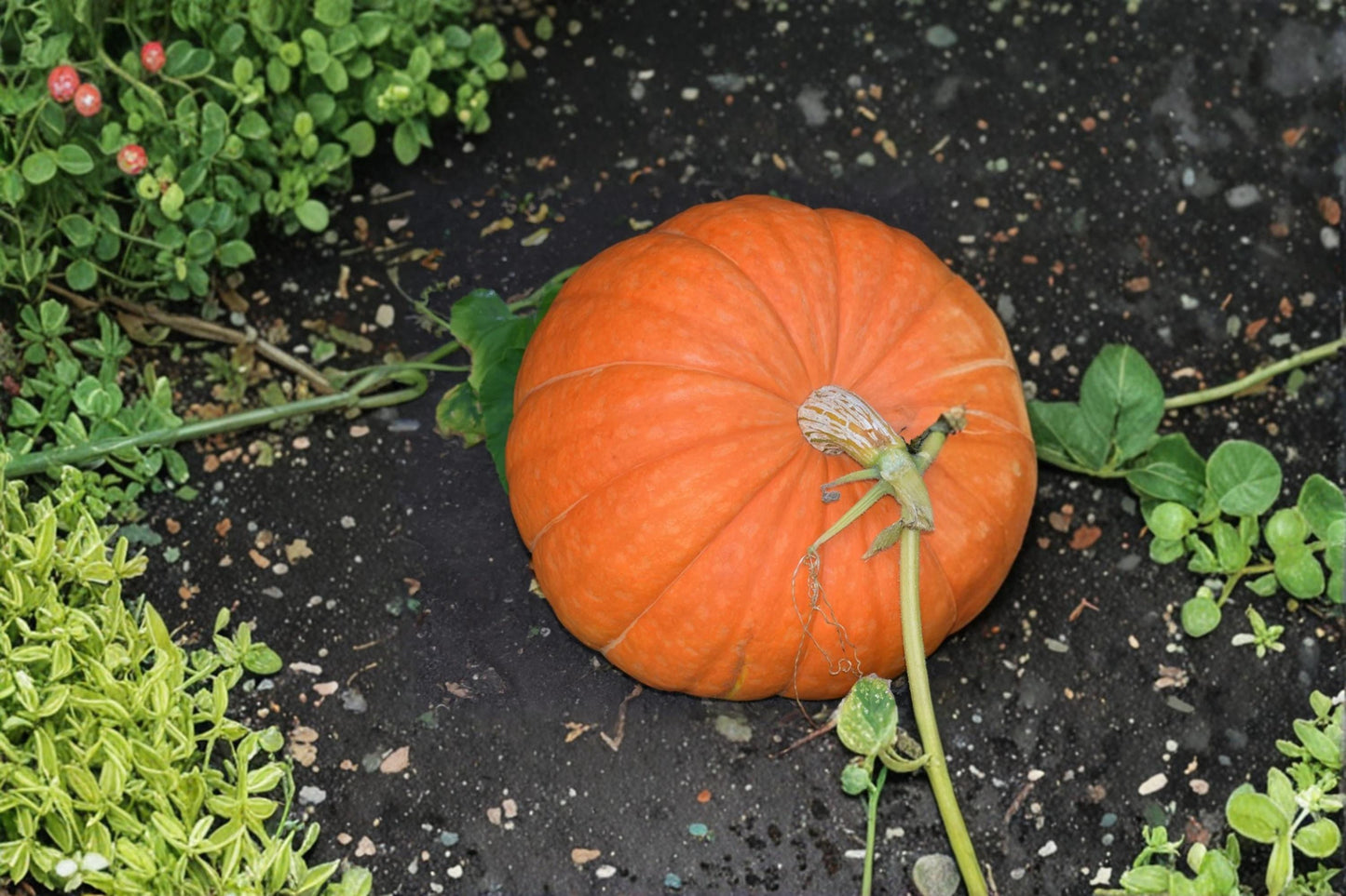 Atlantic Giant Pumpkin Seeds 10 Pack | Large Ornamental Gourds | Cucurbita maxima for Outdoor Garden Planting