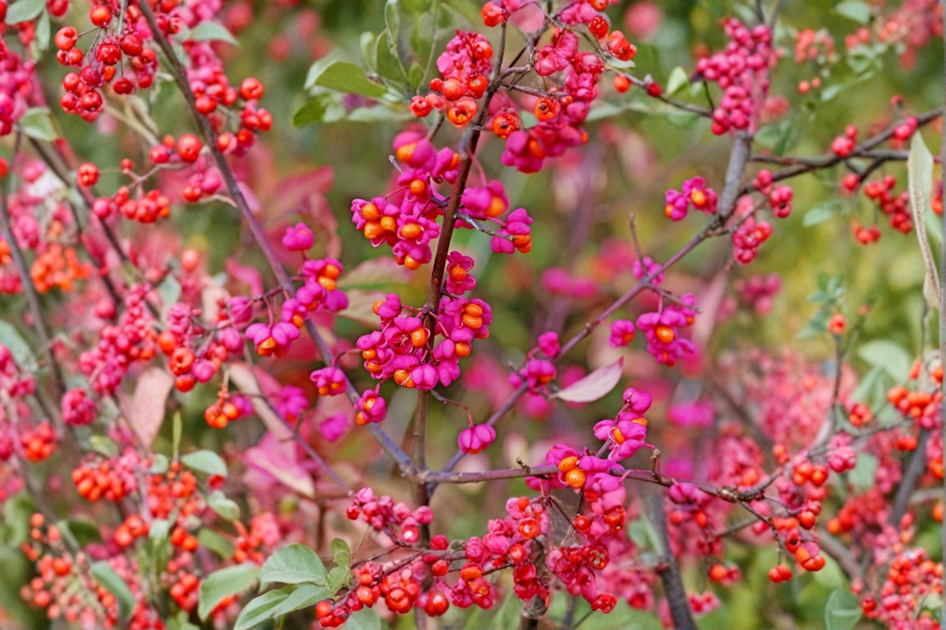 Spindle Tree Seeds 10 Pack – Euonymus latifolius Ornamental Shrub for Landscaping and Garden Planting