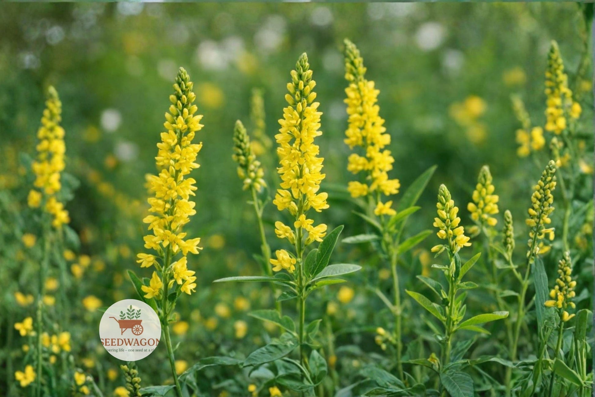 Yellow Sweet Clover Seeds,Pollinator Wildflower Seeds,Cover Crop Seeds,Yellow Flower Seeds,Wildflower Meadow Seeds,Bee Attracting Seeds,Butterfly Friendly Seeds,Native Plant Seeds,Pollinator Garden Seeds,Wildflower Seed Pack,Sun-loving Flower Seeds,Low Maintenance Seeds,Naturalized Landscape Seeds