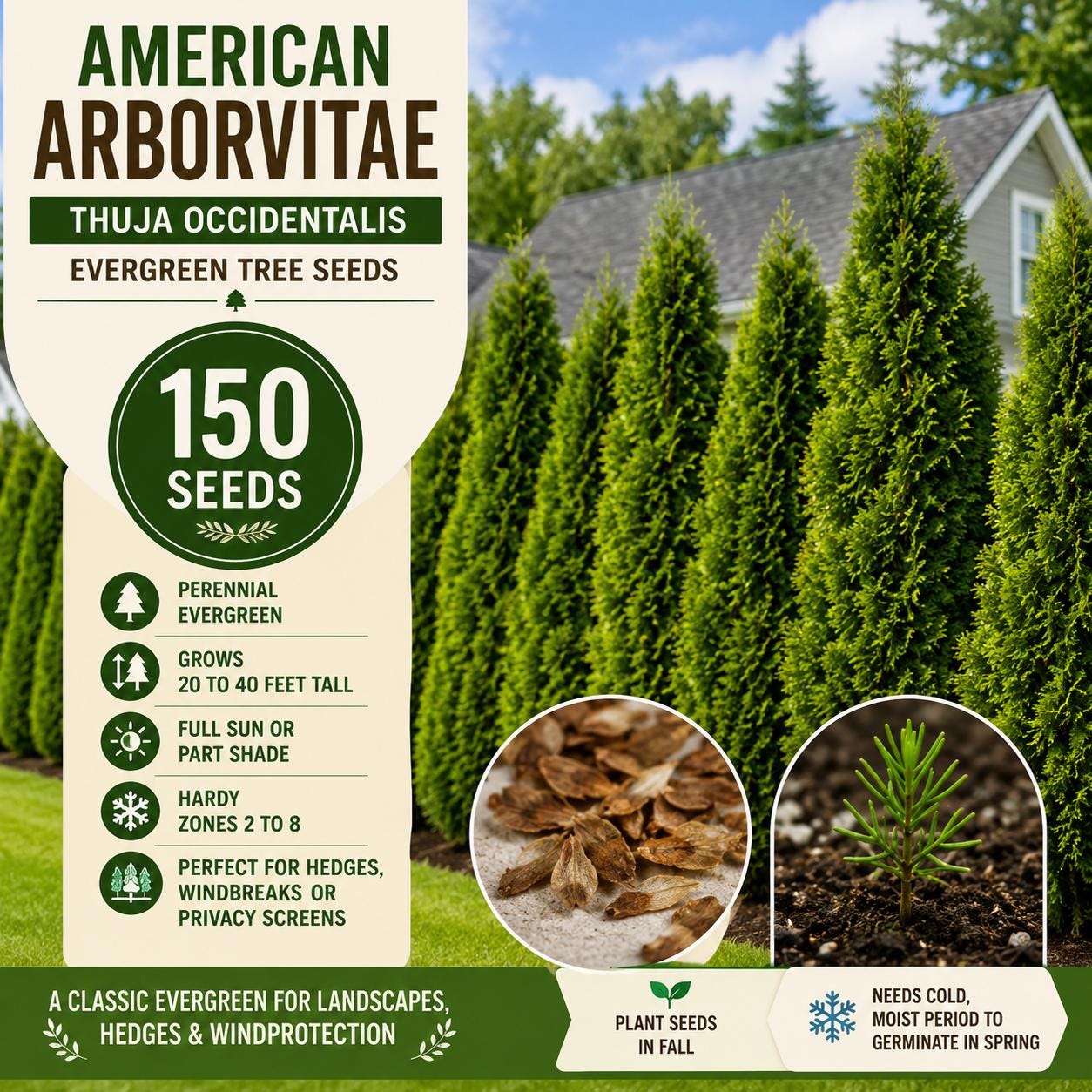 American Arborvitae Seeds – Thuja occidentalis Evergreen Conifer for Privacy Screen & Landscape, 150 Seeds
